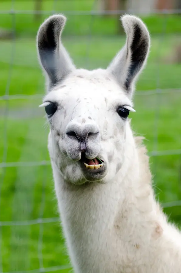 llamas at Owl Creek Farm