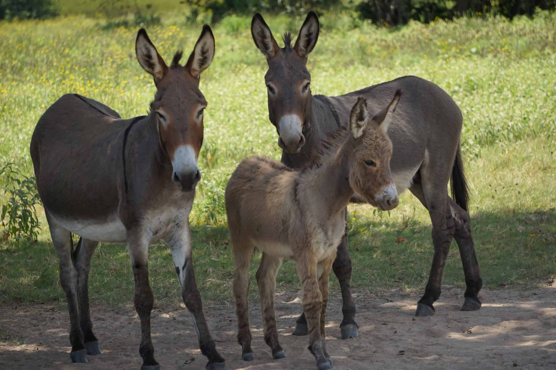donkeys at Owl Creek Farm