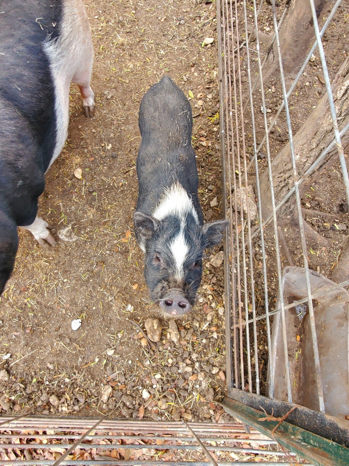 pigs at Owl Creek Farm