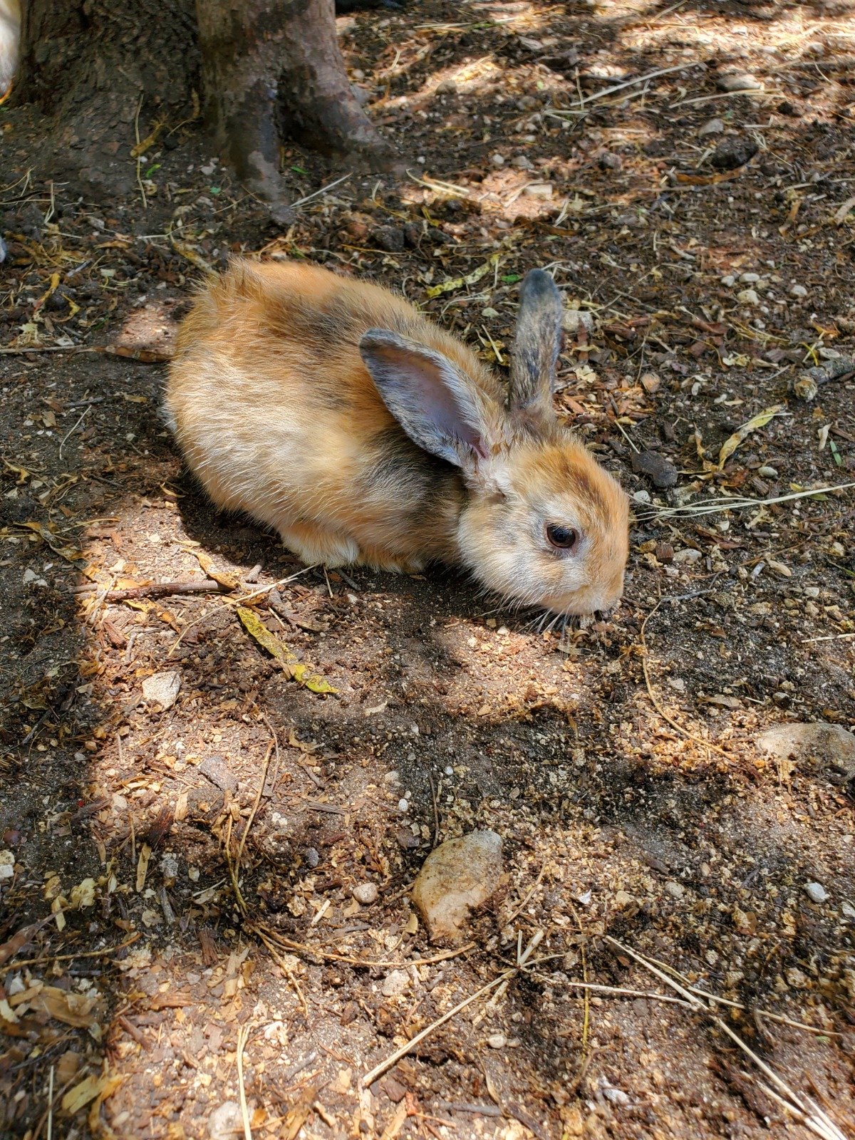 rabbits at Owl Creek Farm