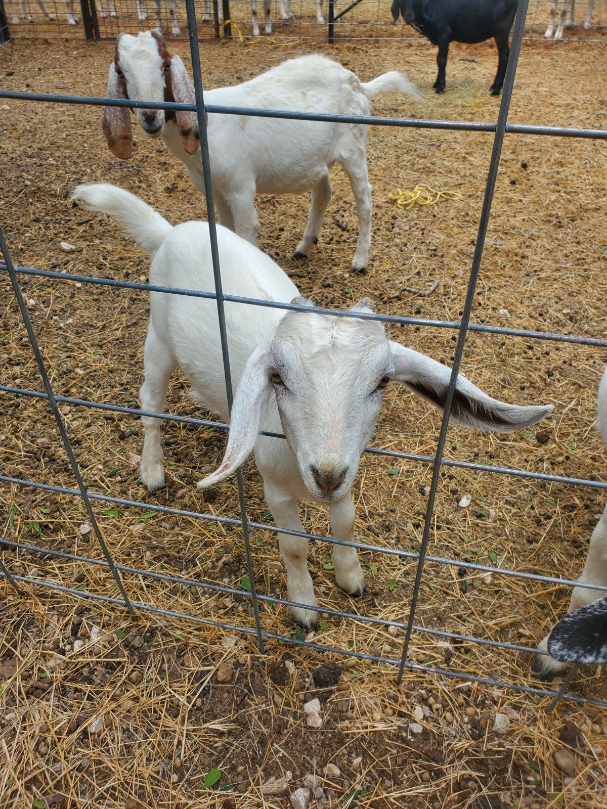 goats at Owl Creek Farm