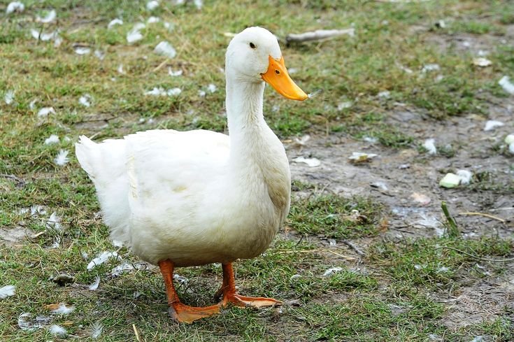 ducks at Owl Creek Farm