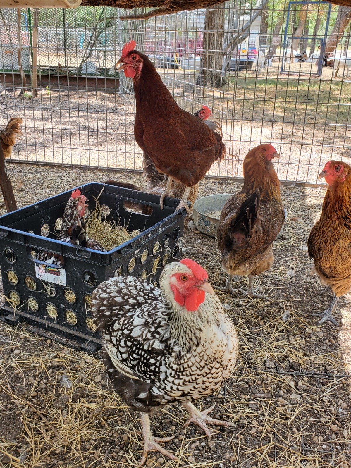 chickens at Owl Creek Farm